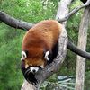Red Pandas Doin' It, Doin' It, Doin' It Well